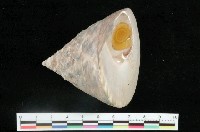 藏品(銀塔鐘螺)的圖片